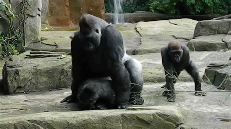 gorilla porn|Gorilla Porn Videos .